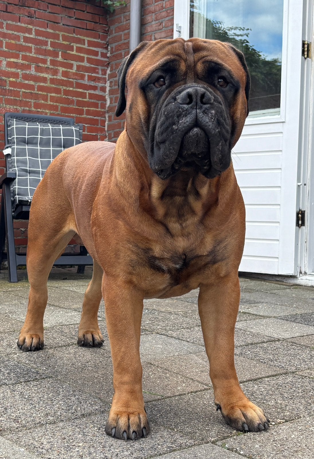Bullmastiff dekreu, Dieren en Toebehoren, Reu, 1 tot 2 jaar, Parvo, Bulldog