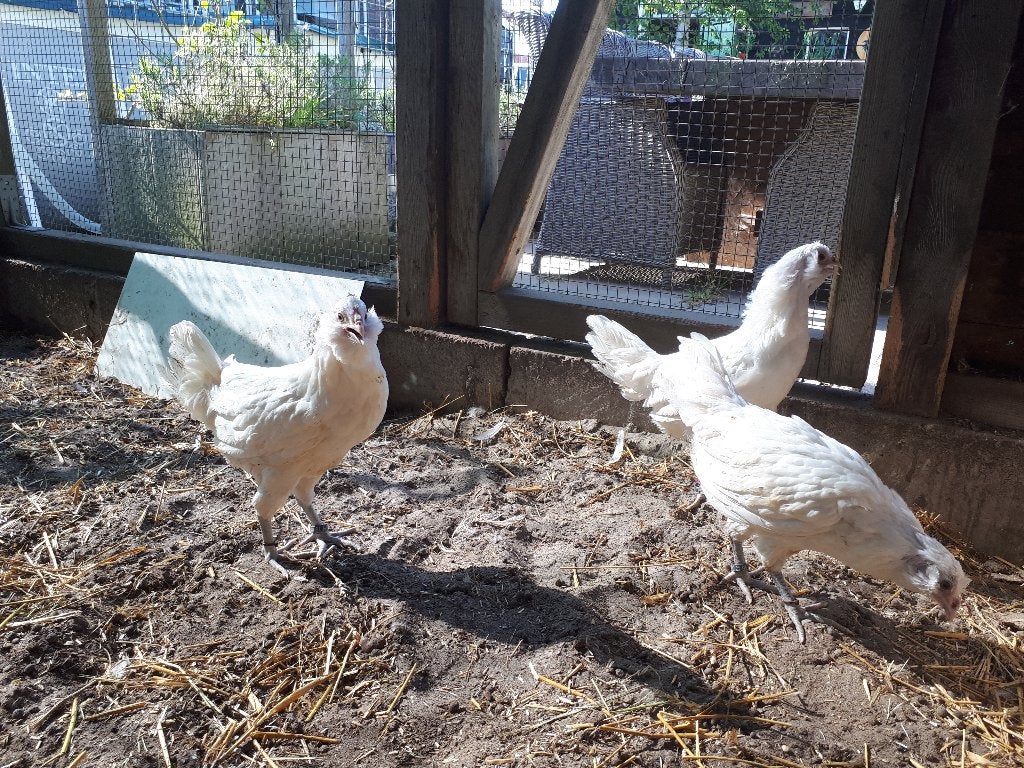jonge Nederlandse Uilebaarden, Meerdere dieren, Kip