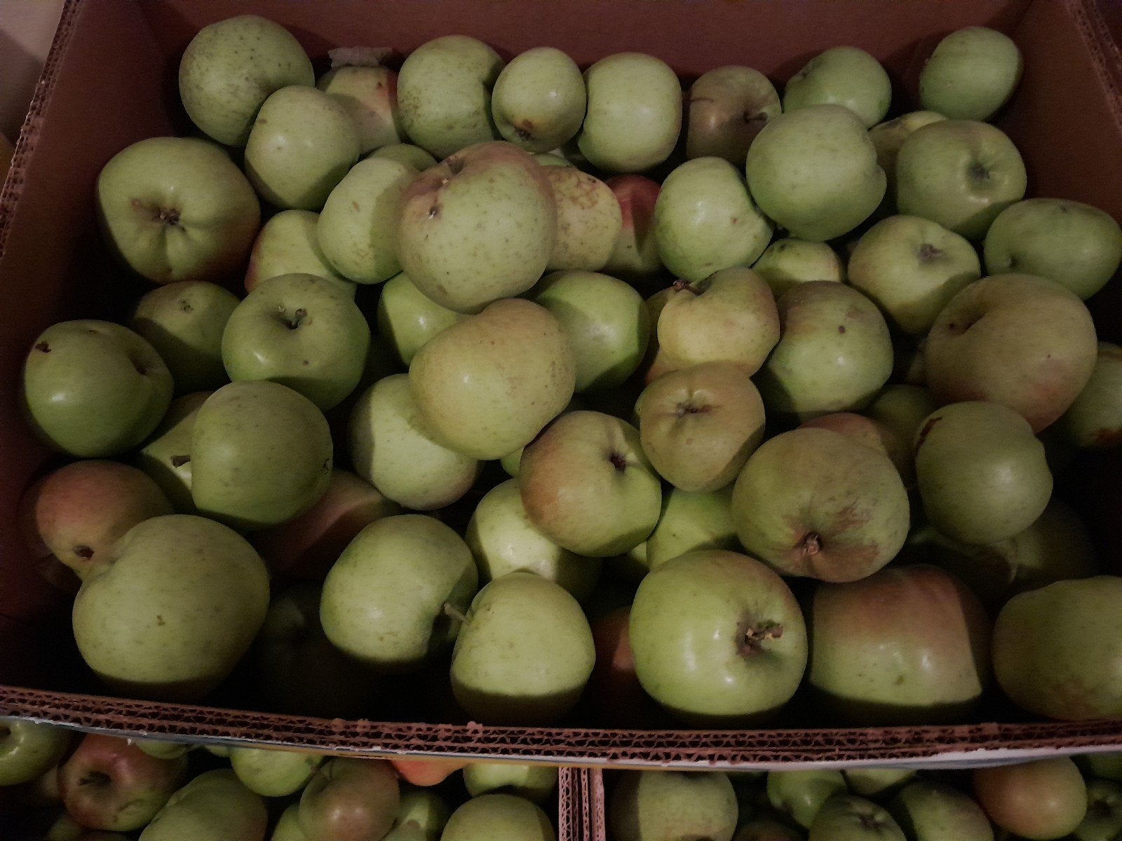 Goudreinetten,onbespoten.Héérlijk voor appeltaartOf Cider!, Ophalen