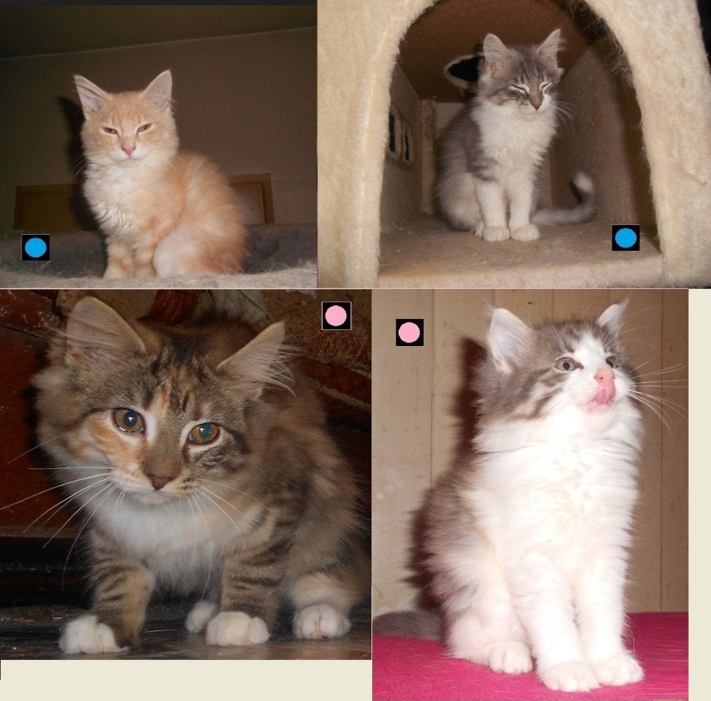 Raszuivere Noorse boskat kittens (mogen nu direct op stap), Dieren en Toebehoren, Meerdere dieren, 0 tot 2 jaar
