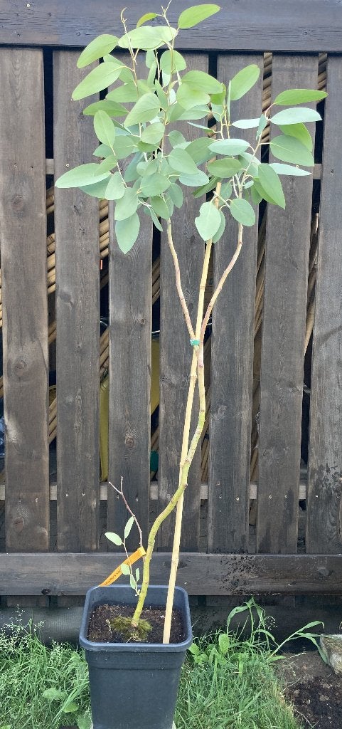 Eucalyptus pauciflora ssp hedraia, Overige soorten, Zomer, 400 cm of meer, Ophalen