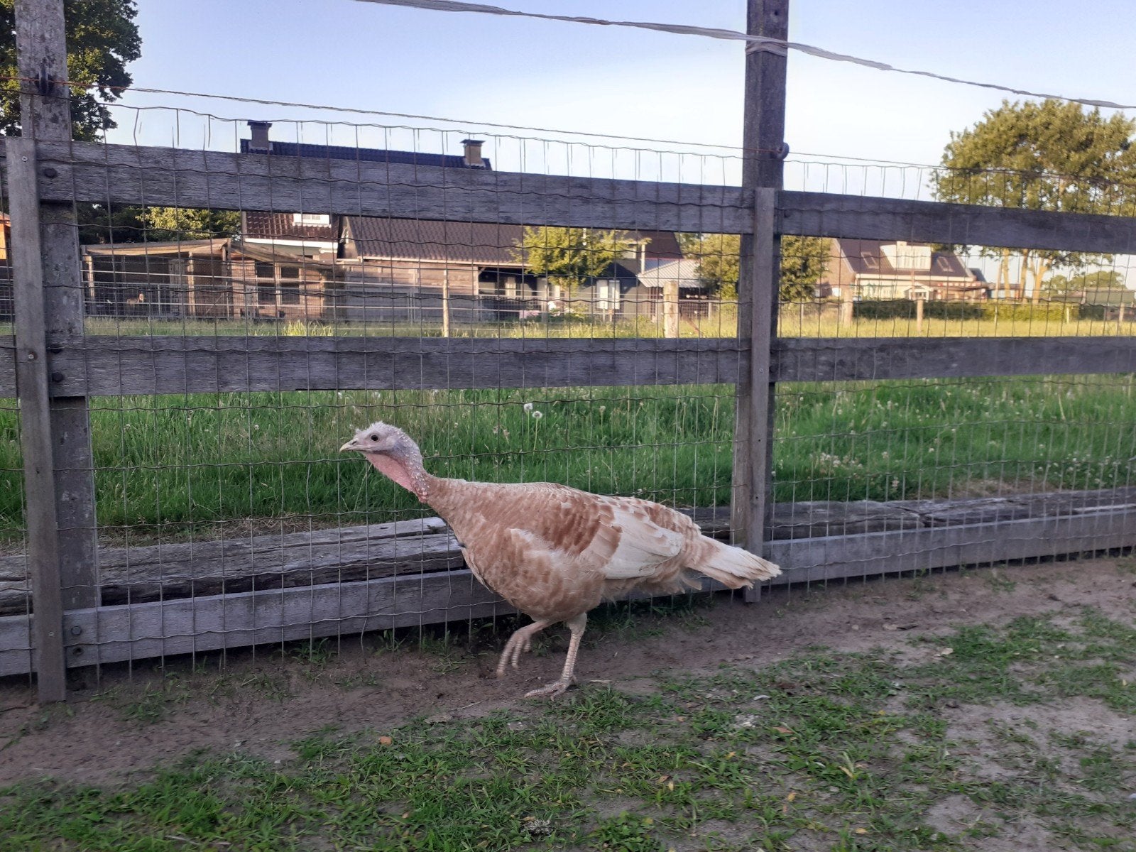 Kalkoen hen rood., Vrouwelijk, Kip