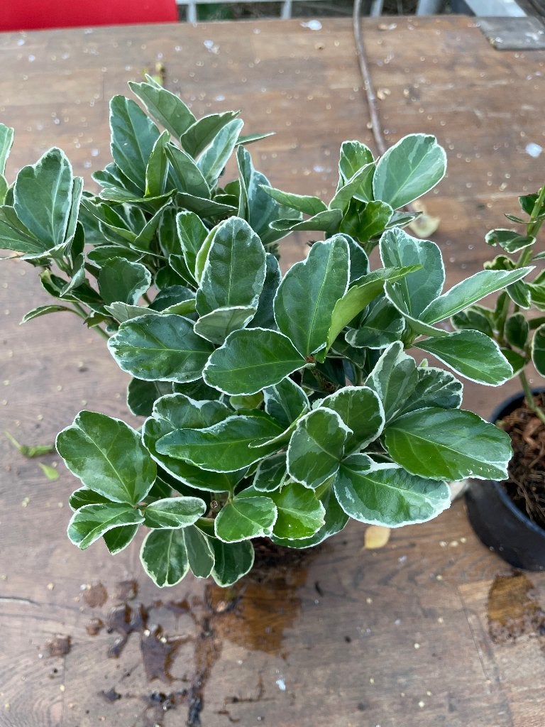 Kardinaalsmuts,tweedekans planten,groene vingers gevraagd., Tuin en Terras, Planten | Tuinplanten, Ophalen, Overige soorten, Volle zon