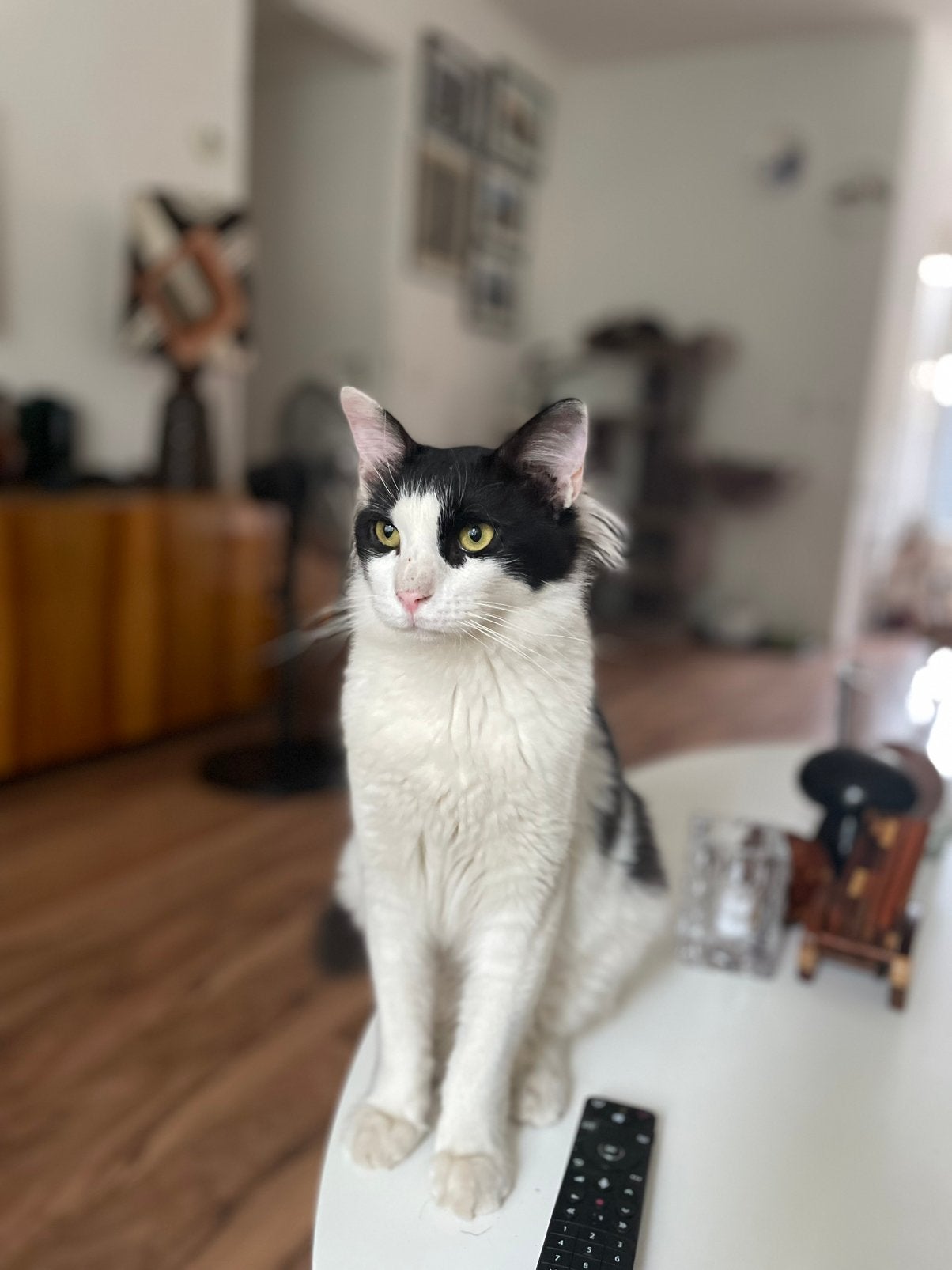 Elias 10 mnd oud gecastreerde jonge kater zoekt een baasje, Dieren en Toebehoren, Kater, Ontwormd