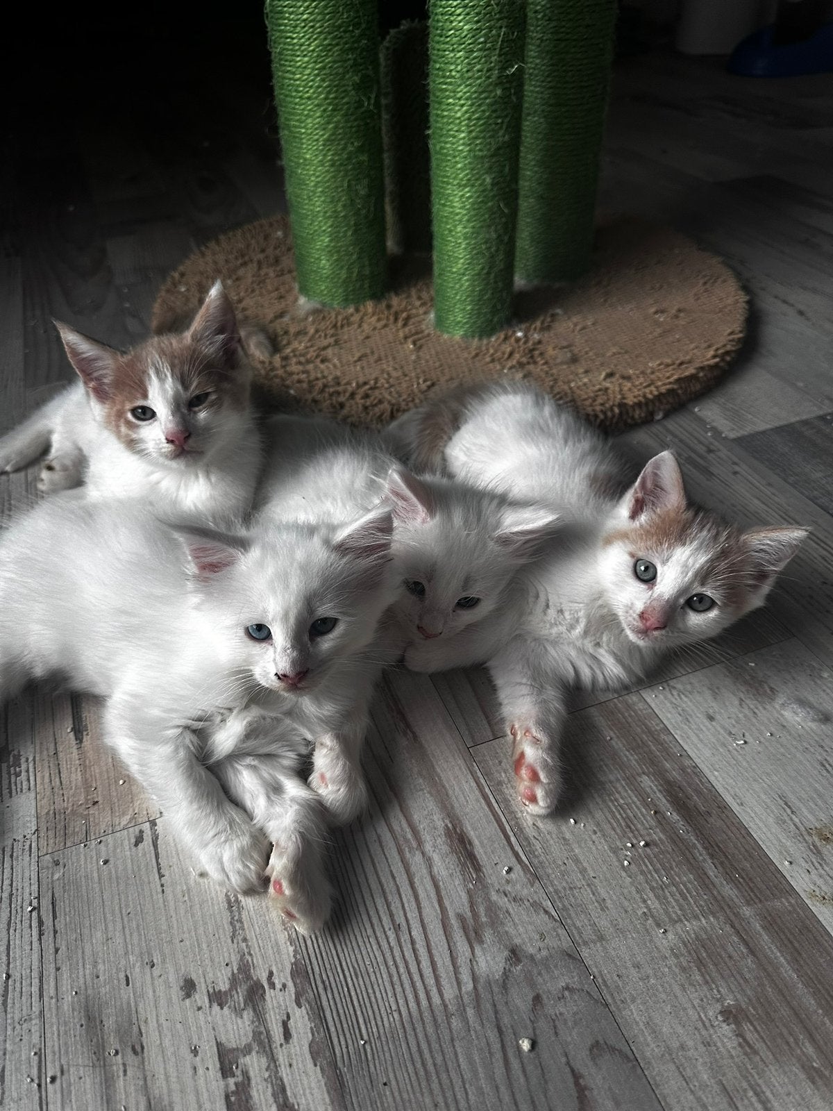 4 lieve kittens Maincoon x Europees, Meerdere dieren, Ontwormd