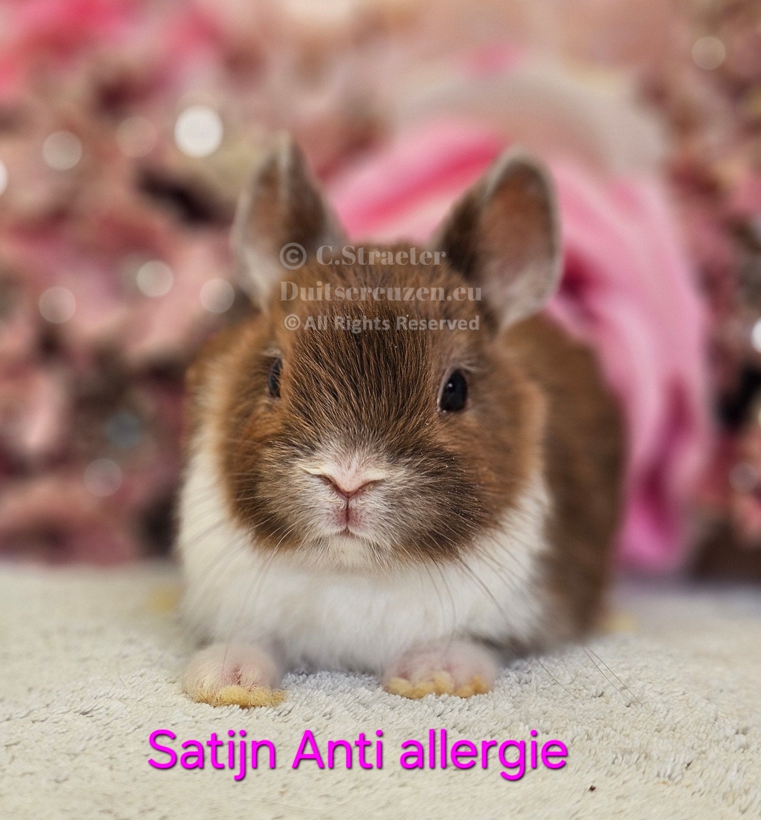 De ENIGE ECHTE mini loffelohr konijntjes, Meerdere dieren, Dwerg