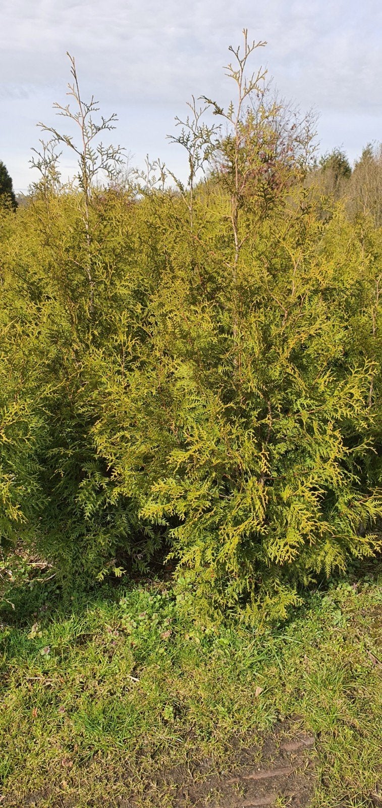 thuja Brabant  voor  bos camping etc, Ophalen of Verzenden, Conifeer, 100 tot 250 cm