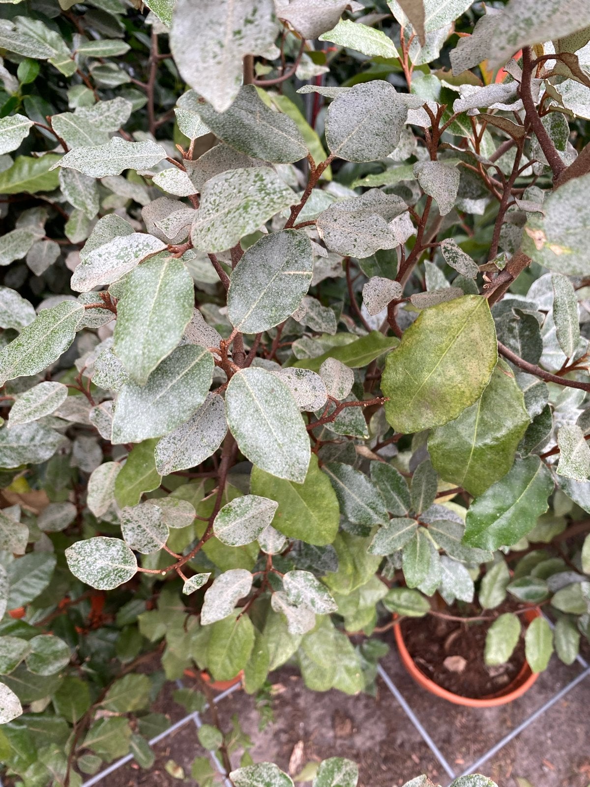 Eleagnus compacta - Olijfwilg - 14 stuks beschikbaar, Volle zon, Vaste plant, Bloeit niet, Ophalen