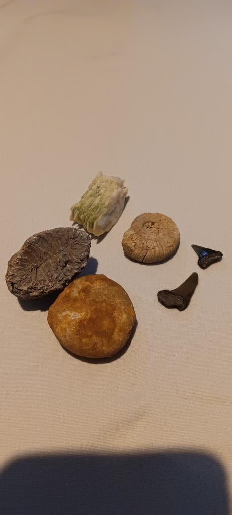 Diverse fossielen collectie: haaientanden, koraal, ammoniet, Verzamelen, Mineralen en Fossielen, Ophalen of Verzenden, Fossiel