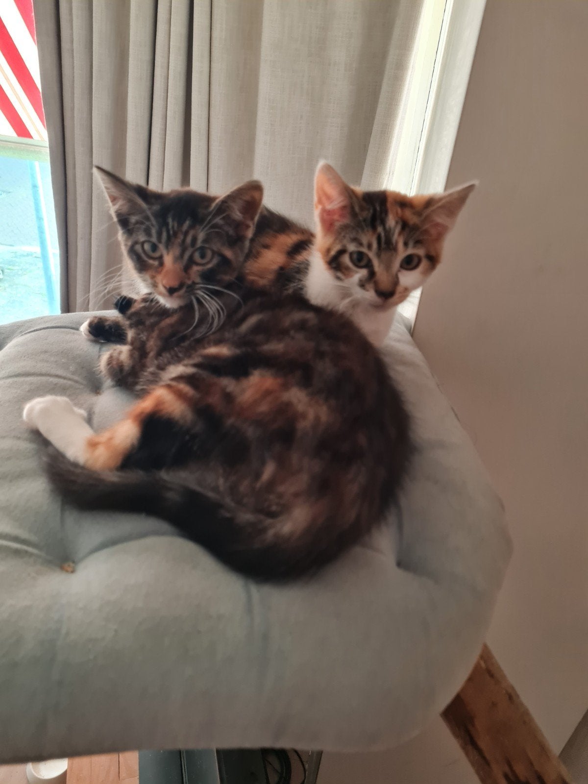 Kittens te koop, Meerdere dieren