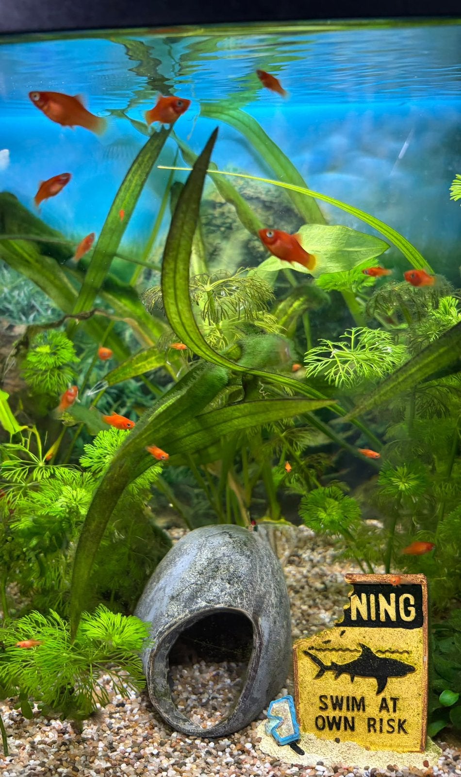 Platy’s vissen oranje, Dieren en Toebehoren, Vis
