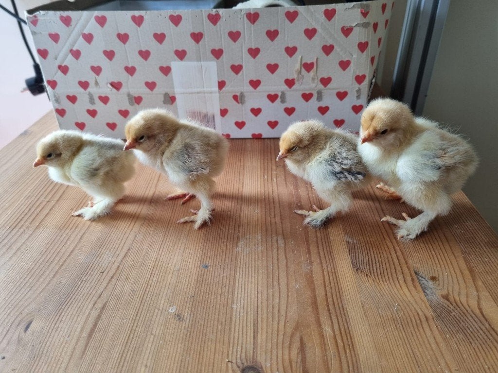 brahma 1 dags kuikens, Meerdere dieren, Kip