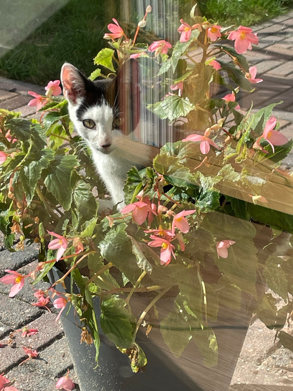 2 lieve katertjes, Dieren en Toebehoren, Kater, Kortharig, 0 tot 2 jaar