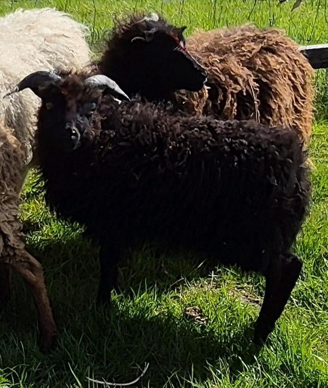 Mooie zwart Ouessants schaapje, Mannelijk, Schaap, 0 tot 2 jaar