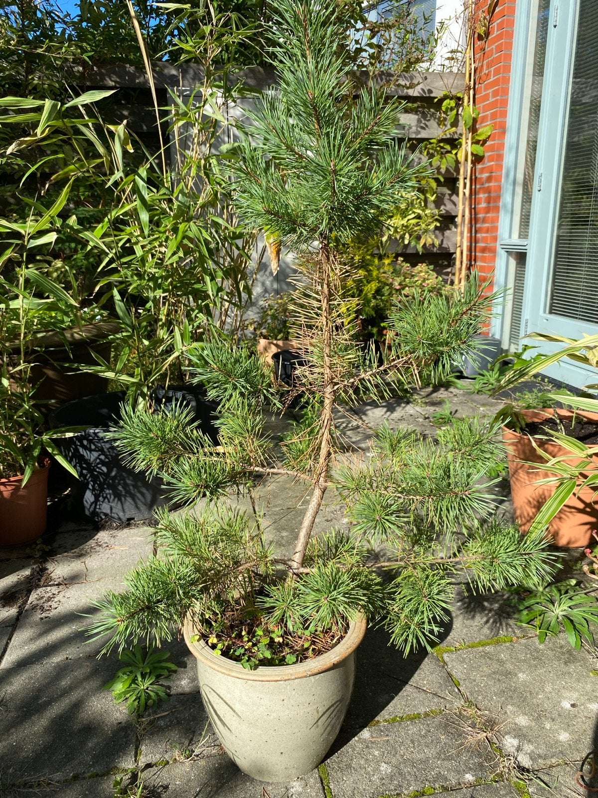 Goudkleurige Grove Den - Pinus Sylvestris 'Gold Coin', Tuin en Terras, Volle zon, Vaste plant, Bloeit niet, Ophalen