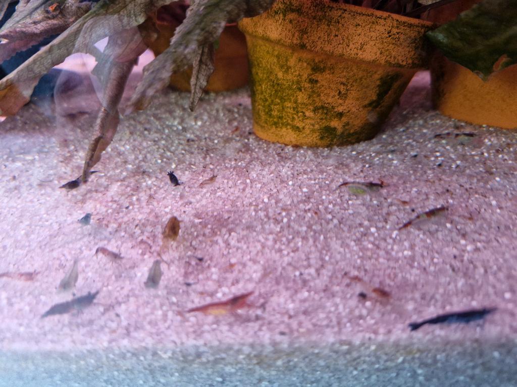 Neocaridina garnalen, Dieren en Toebehoren, Vissen | Aquariumvissen, Kreeft, Krab of Garnaal, Zoetwatervis, Schoolvis