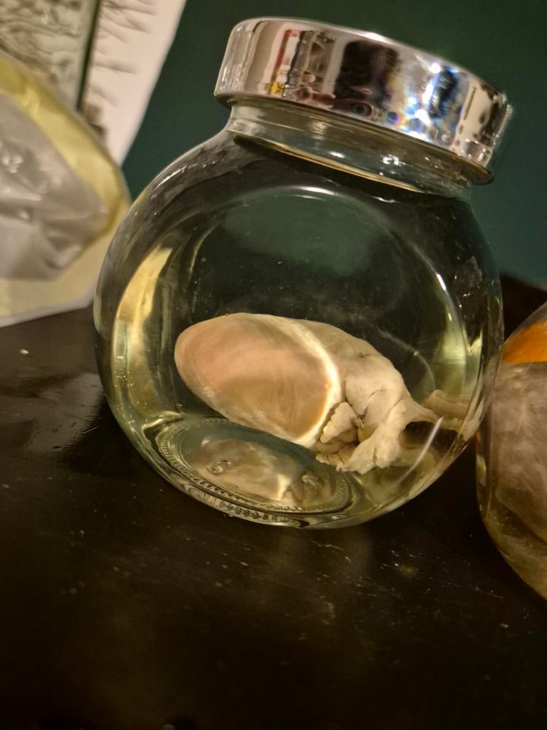 Te koop: wasberen hart op sterk water, Verzamelen, Dierenverzamelingen, Ophalen of Verzenden, Nieuw, Wild dier, Overige typen