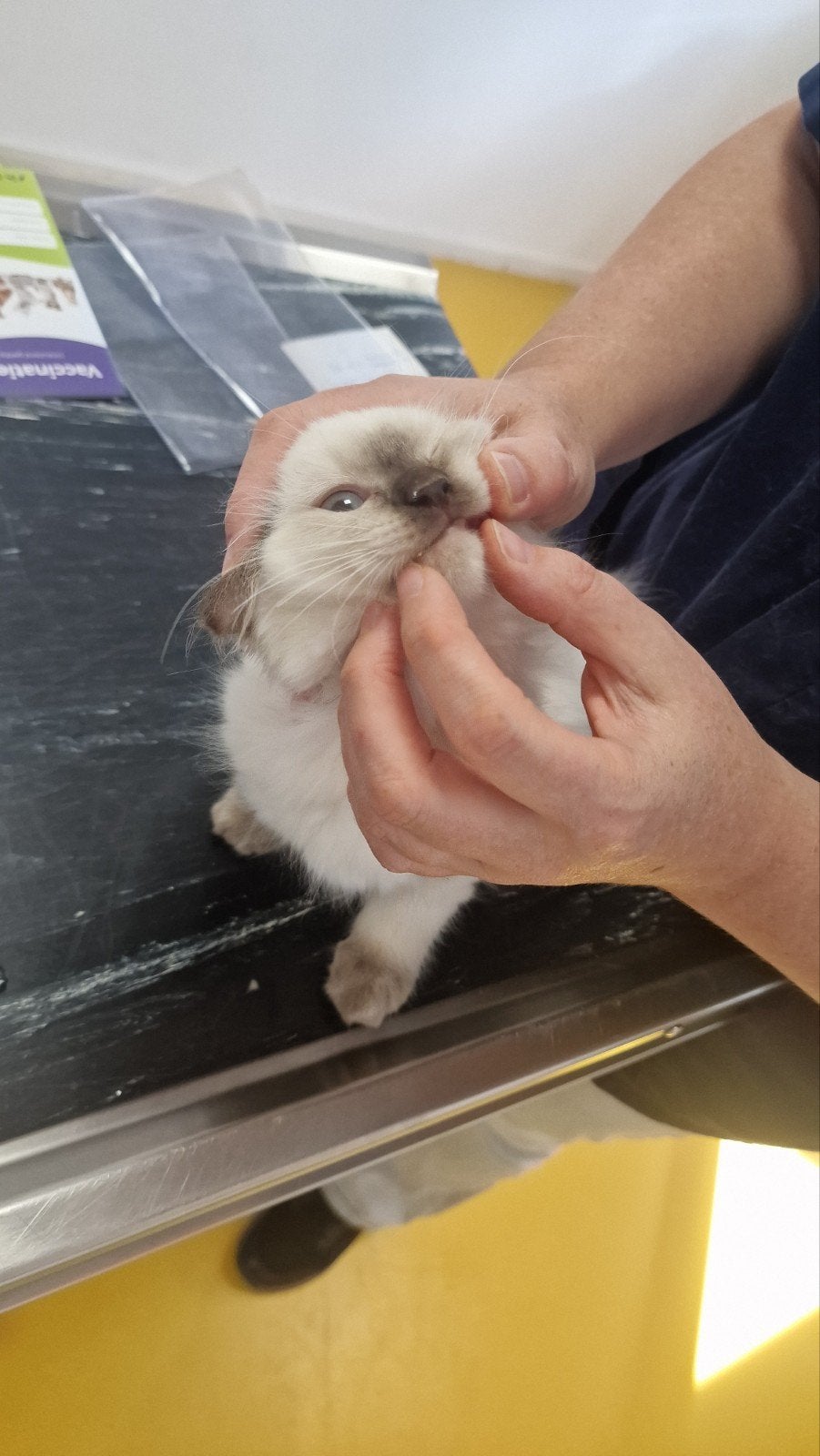 ragdoll kittens, Meerdere dieren, Langharig, 0 tot 2 jaar