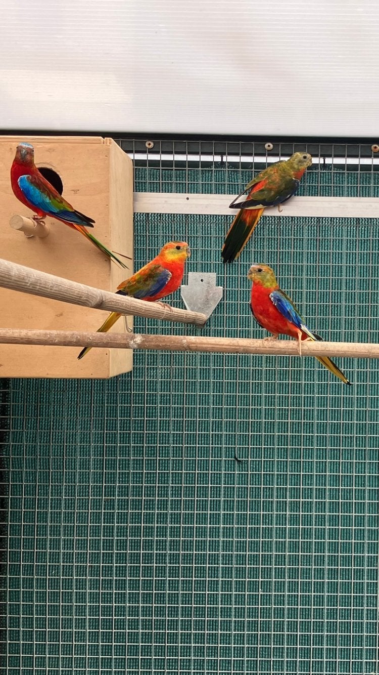 Turquoisine opaline roodbuik, Meerdere dieren, Parkiet