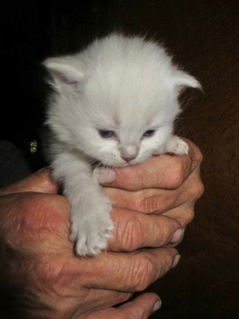 siberische kitten, Meerdere dieren, Gechipt, 0 tot 2 jaar