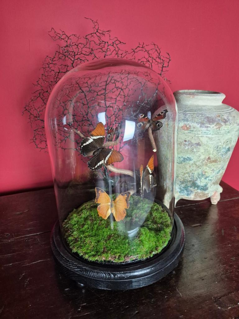 Prachtige stolp met nieuw geprepareerde vlinders., Ophalen of Verzenden, Nieuw