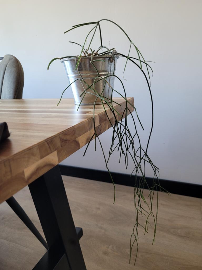 Rhipsalis in pot - Makkelijke hangplant voor halfschaduw, Ophalen, Overige soorten, Halfschaduw, In pot