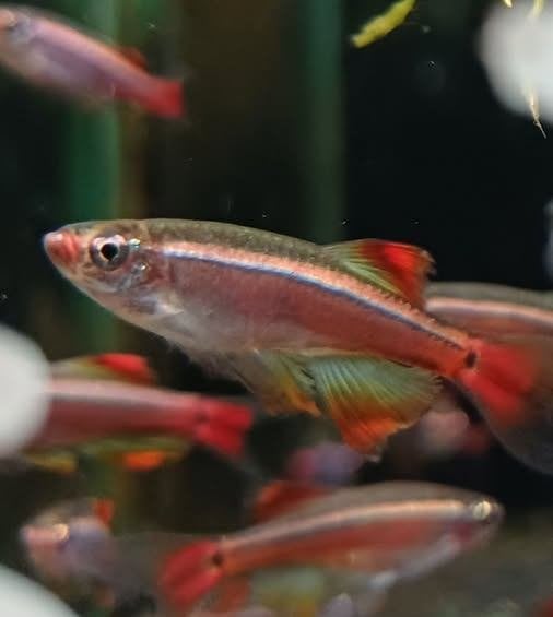 Hobbyaquarium  Tanichthys Albonubes Longfin Zondag 12/17uur, Vis, Zoetwatervis, Schoolvis