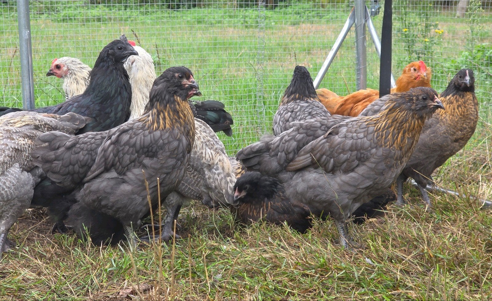 Kuikens (bio) natuur 75% kleurlegger, Dieren en Toebehoren, Meerdere dieren, Kip