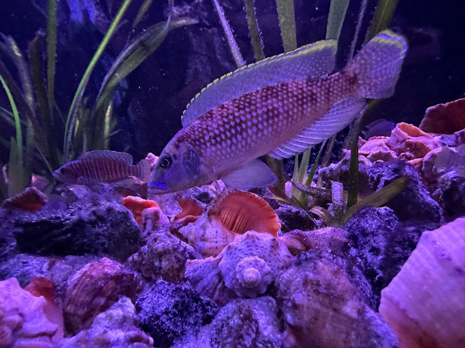 Tanganyika bestand, Dieren en Toebehoren, Vissen | Aquariumvissen, Vis