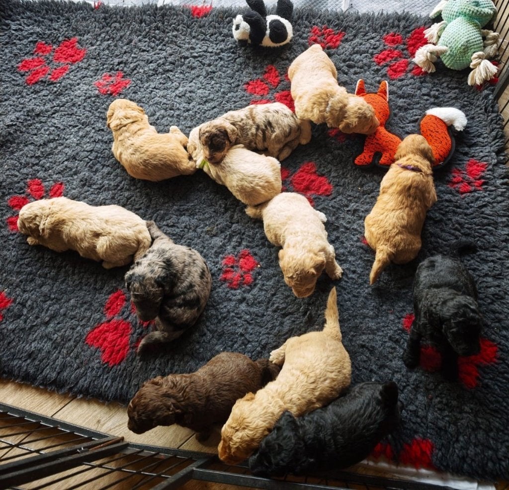 Multigen Bernedoodle Medium pups beschikbaar, Parvo, Overige rassen, 8 tot 15 weken, Meerdere