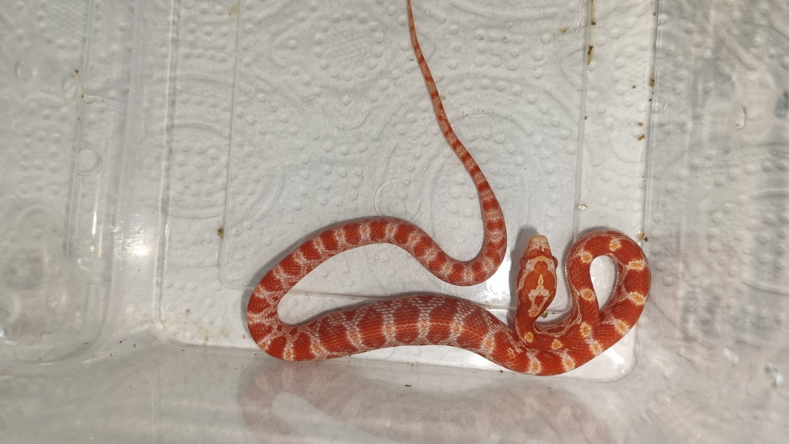 Korenslangen amel, amel/motley 0.0.11 NK September 2026 Corn Snake photo 7
