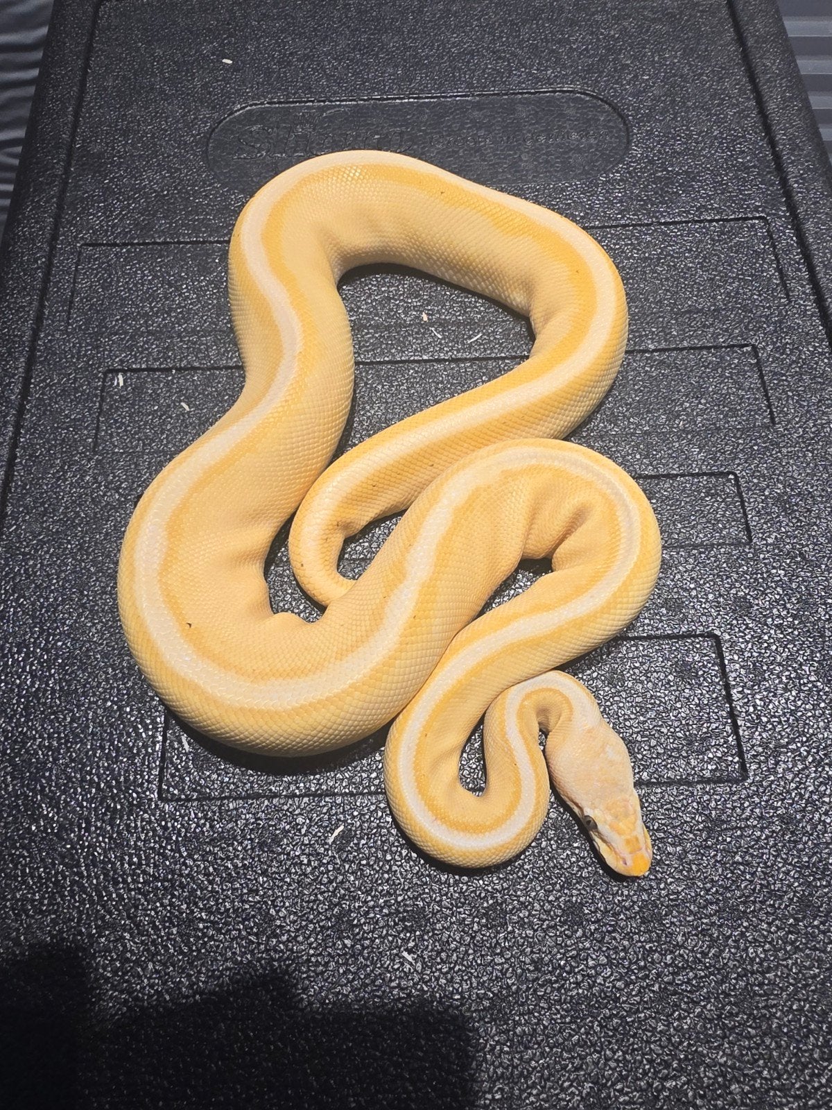 1.0 coral glow genetic stripe Ball Python - male for sale from martijn