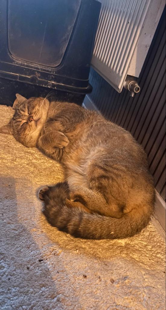 Britse kortehaar Dekkater Roni, Kater