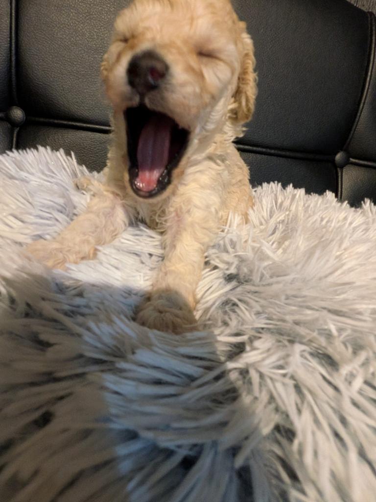 Labradoodle XS — gezonde ouders getest !, Poedel, Parvo, 8 tot 15 weken, Meerdere