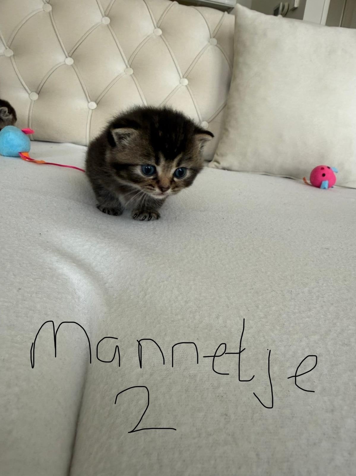 Britse korthaar kittens 1 vrouwtje 2 mannetjes, 0 tot 2 jaar
