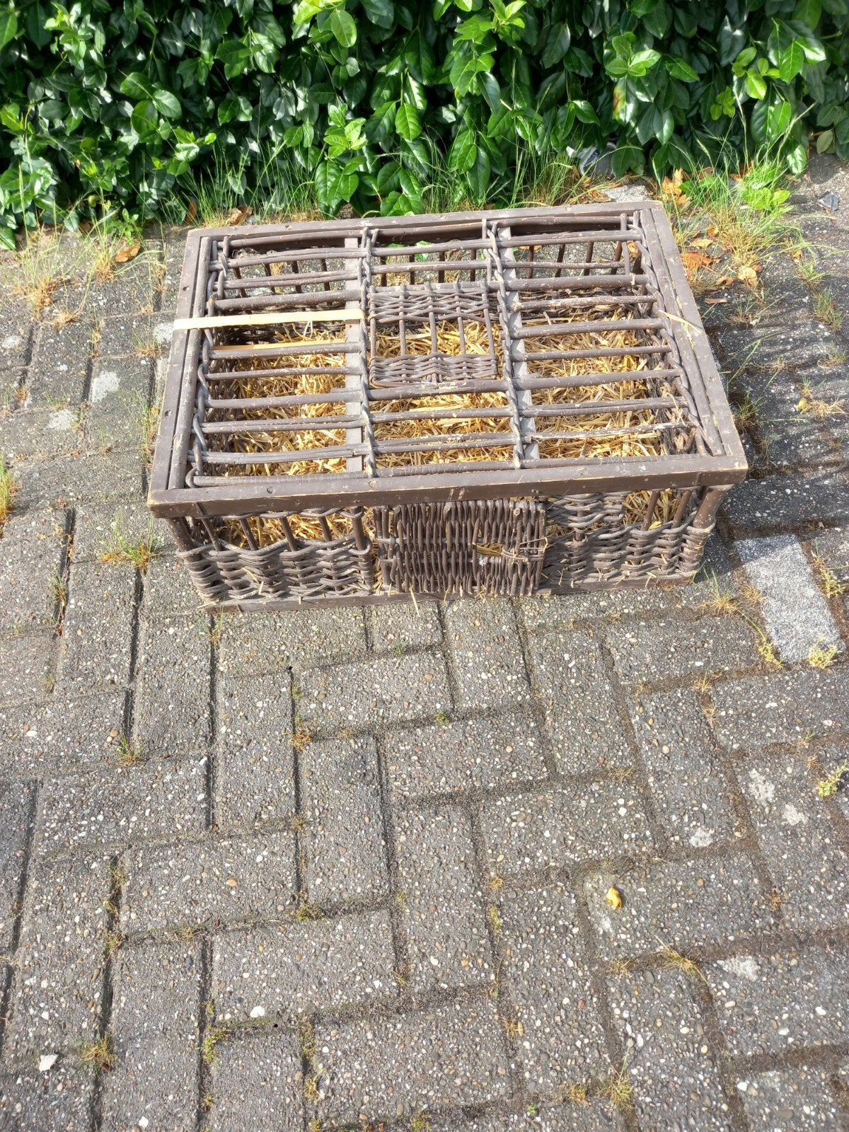Opleer manden voor vervoer postduiven, Mannelijk, Postduif
