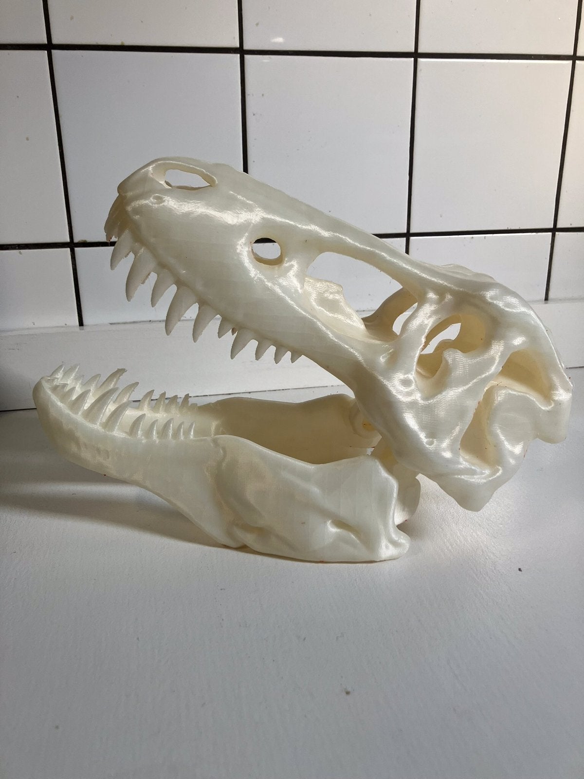 T-Rex schedel, Ophalen, Nieuw, Overige soorten, Schedel