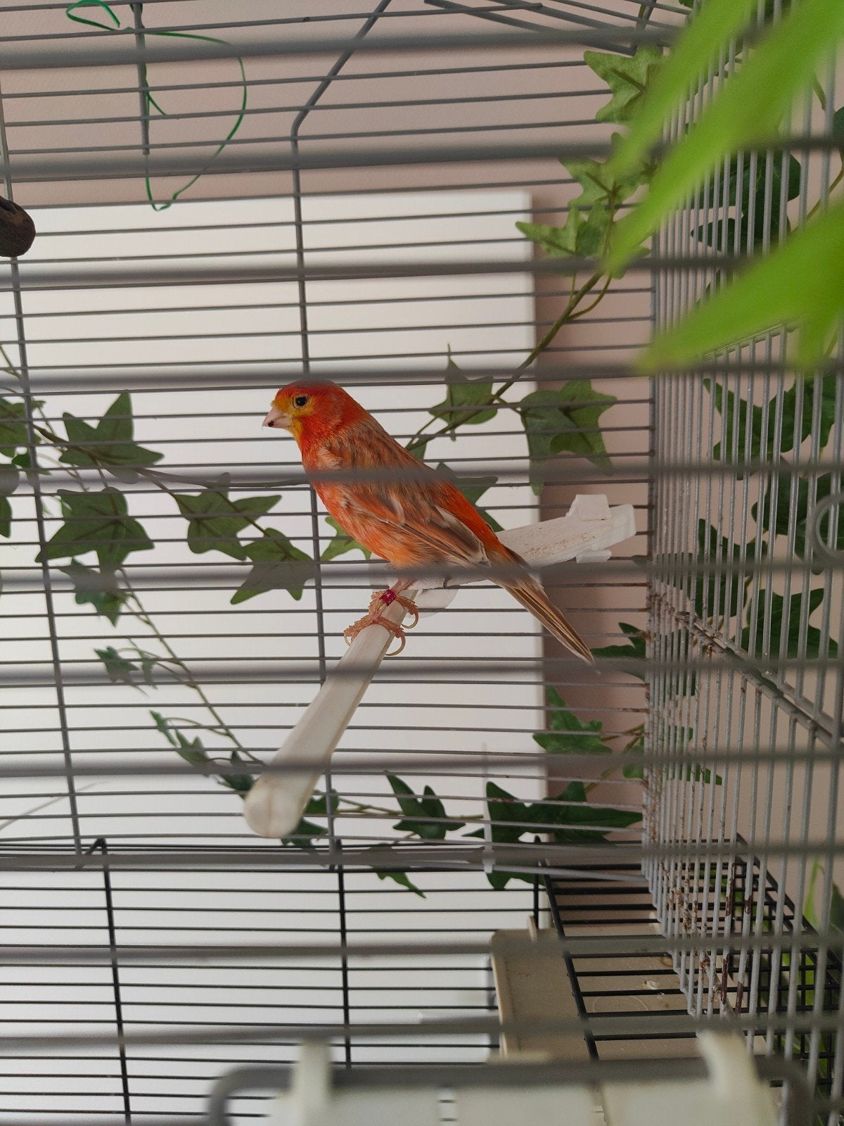 kanarie koppel rood agaat, Meerdere dieren, Kleurkanarie