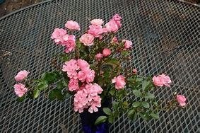 Rosa the Fairy (mooie, rijkbloeiende rose heesterroos) pot, Tuin en Terras, Planten | Tuinplanten, Ophalen, Overige soorten, Halfschaduw