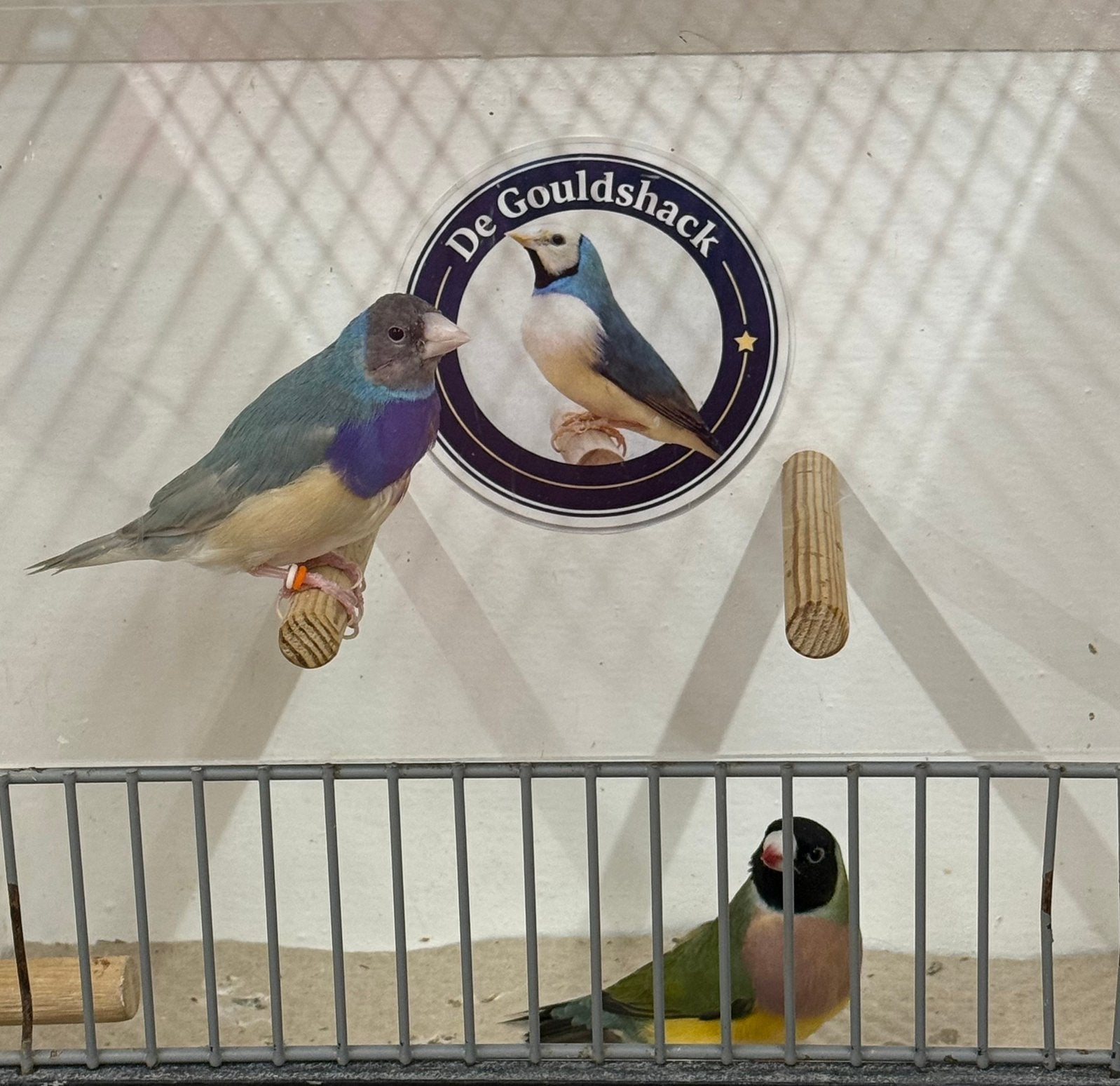 Koppel Gouldamadine (koppel 6), Dieren en Toebehoren, Meerdere dieren, Geringd