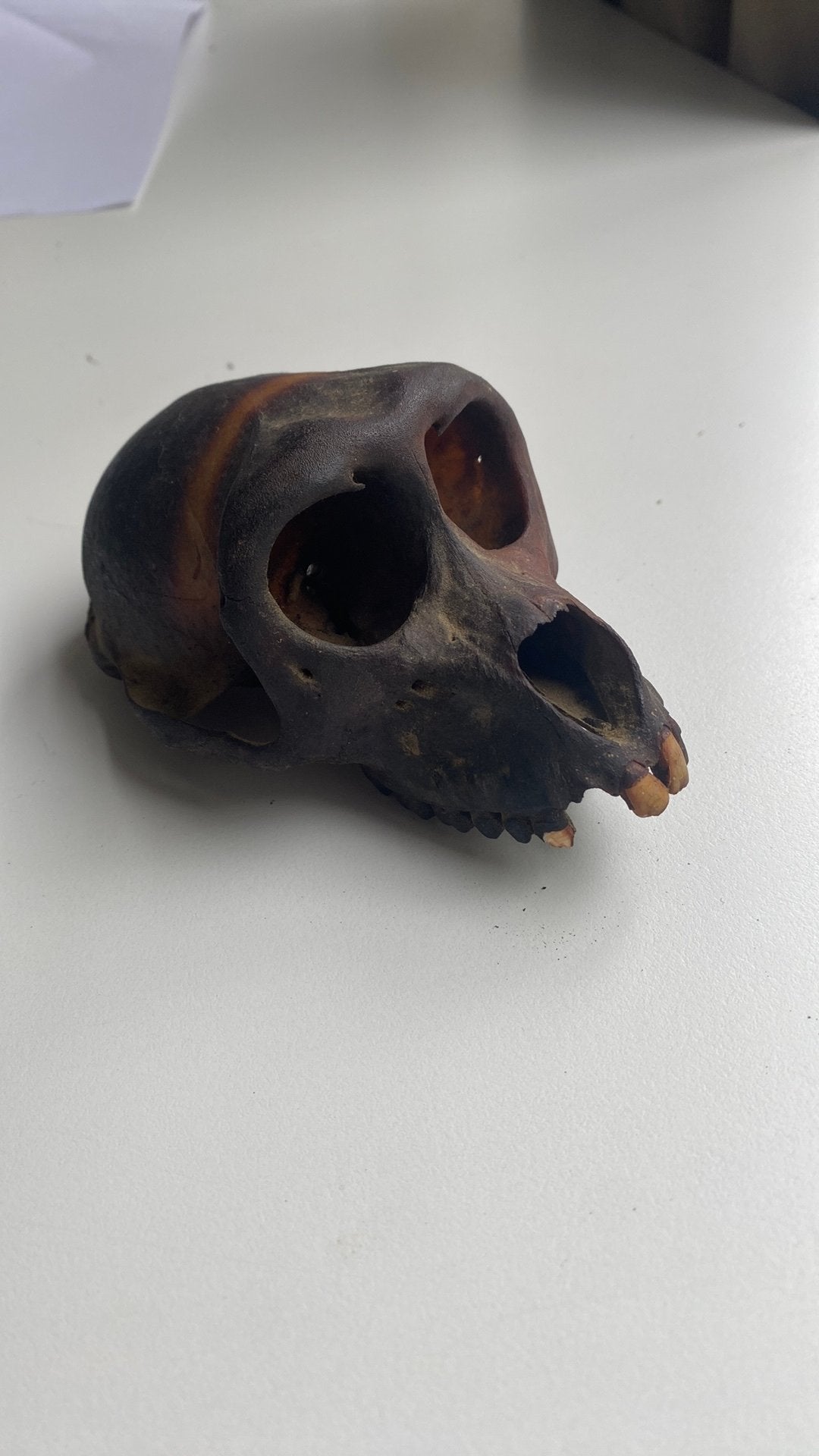 Antieke schedel aap, Ophalen of Verzenden, Gebruikt, Schedel