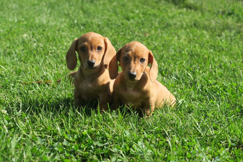 Lieve Korthaar Dwerg Teckel pups, Parvo, Nederland, 8 tot 15 weken, Korthaar
