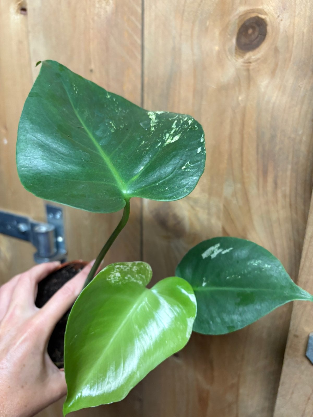 Monstera deliciosa variegata plant mint albo white wit, Ophalen of Verzenden, Halfschaduw, Minder dan 100 cm