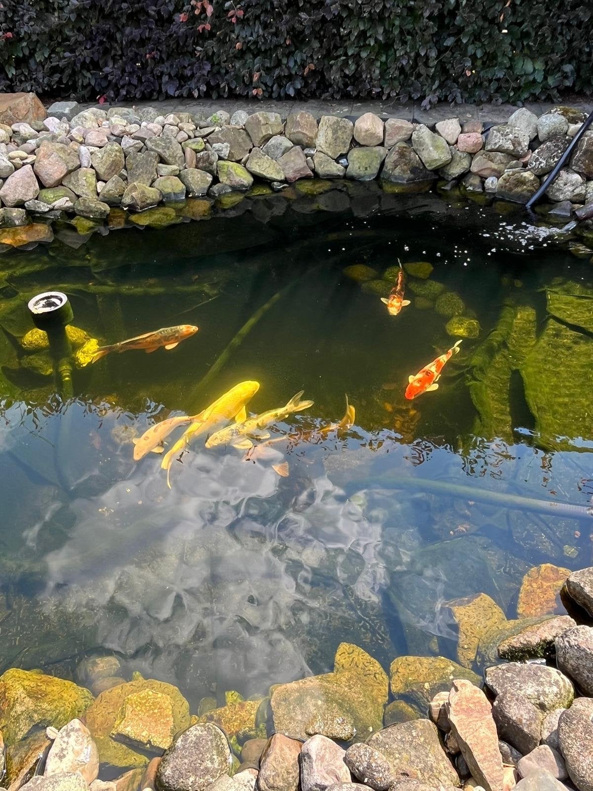 8 prachtige Koi’s, Karper of Koi