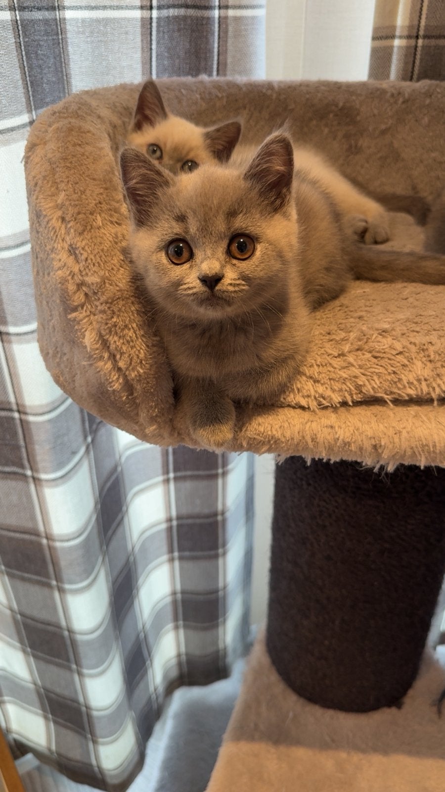 Britse korthaar kitten (lees eerst goed de beschrijving!), Dieren en Toebehoren, Poes, Gechipt, 0 tot 2 jaar