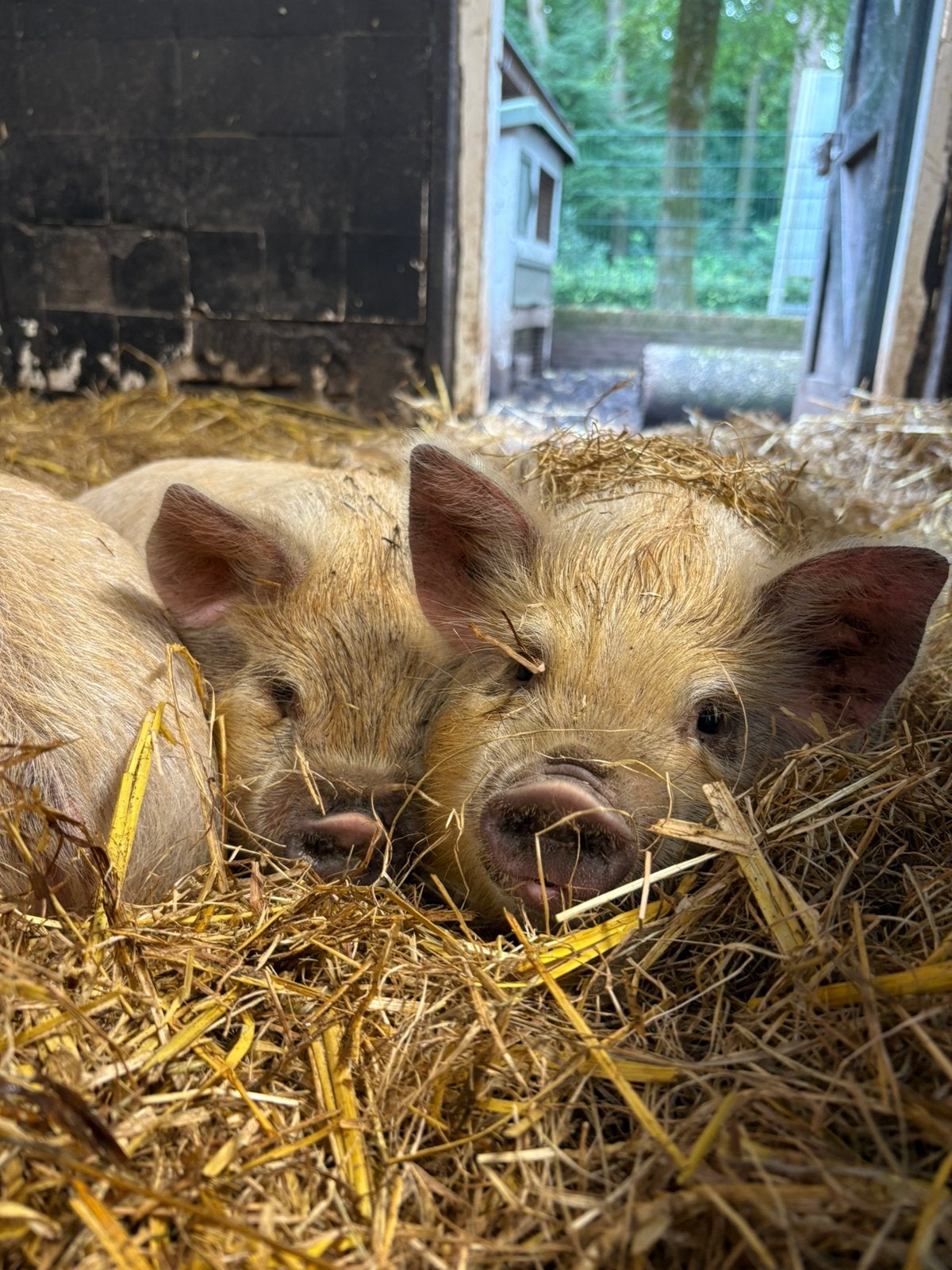 Kune Kune biggen, Dieren en Toebehoren, Schapen, Geiten en Varkens, Vrouwelijk