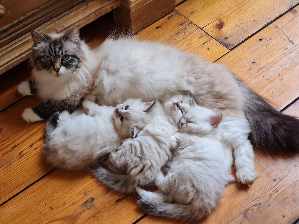 Laatste Neva Masquerade katertje (Siberische Boskat), Dieren en Toebehoren, Katten en Kittens | Raskatten | Langhaar, Kater, Gechipt