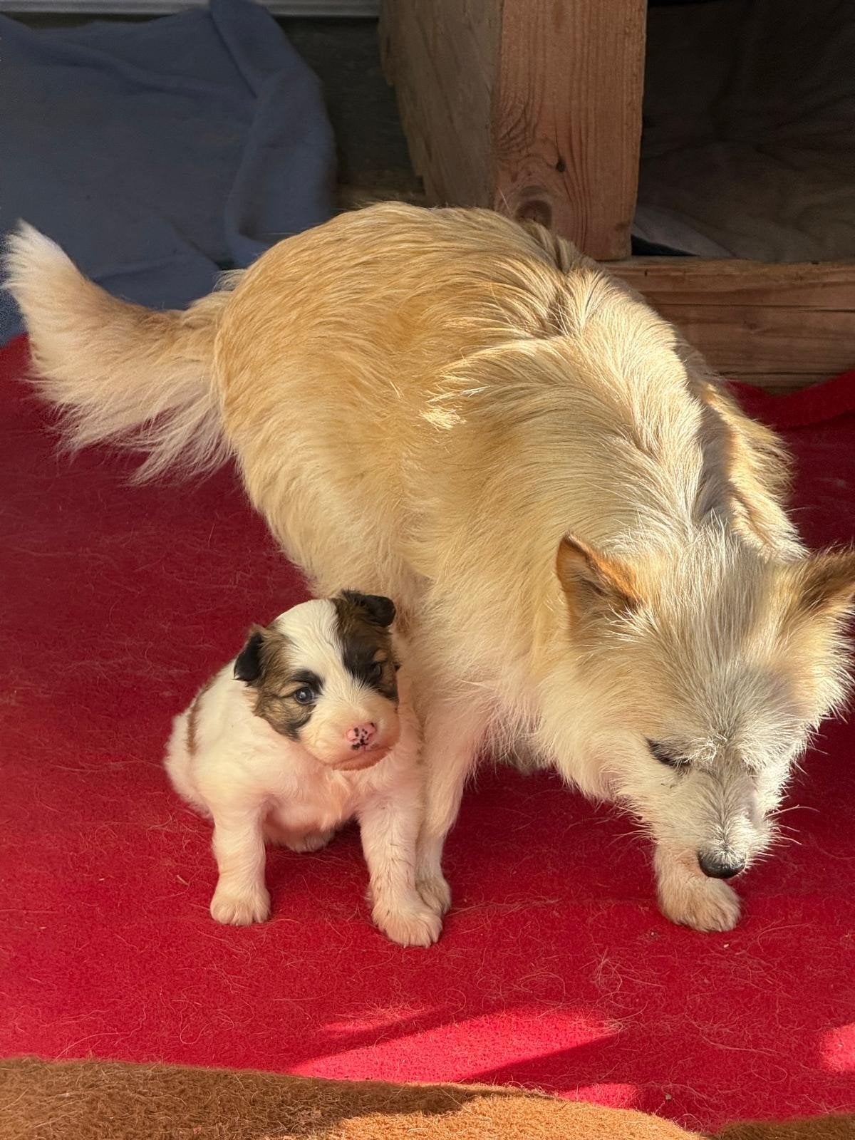 Puppy zoekt thuis, ter adoptie, Dieren en Toebehoren, 15 weken tot 1 jaar, Handelaar, Buitenland, Parvo
