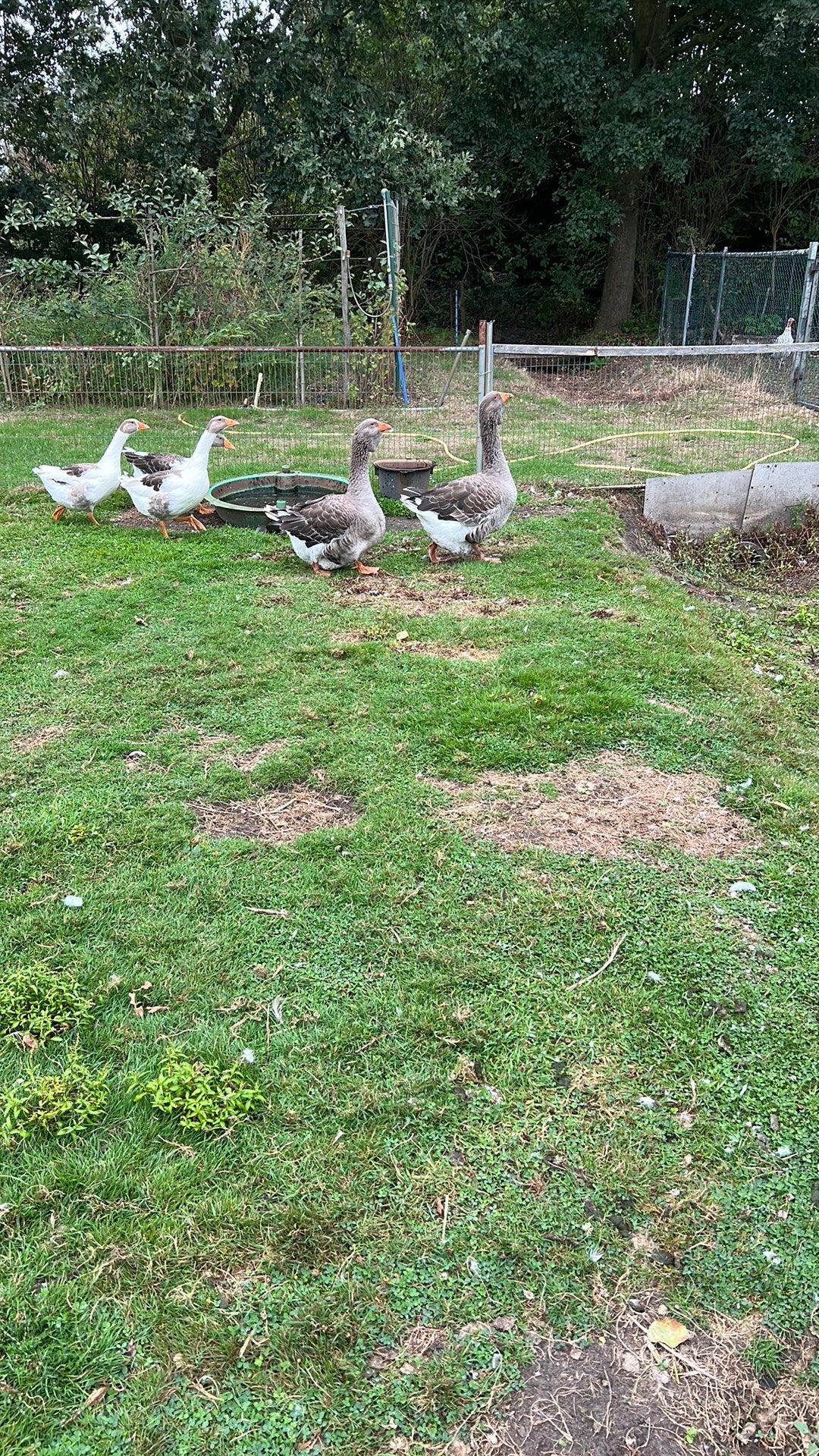 Te koop mooi overjarig koppel 3 jaar Toulouse ganzen, Dieren en Toebehoren, Pluimvee, Meerdere dieren, Eend