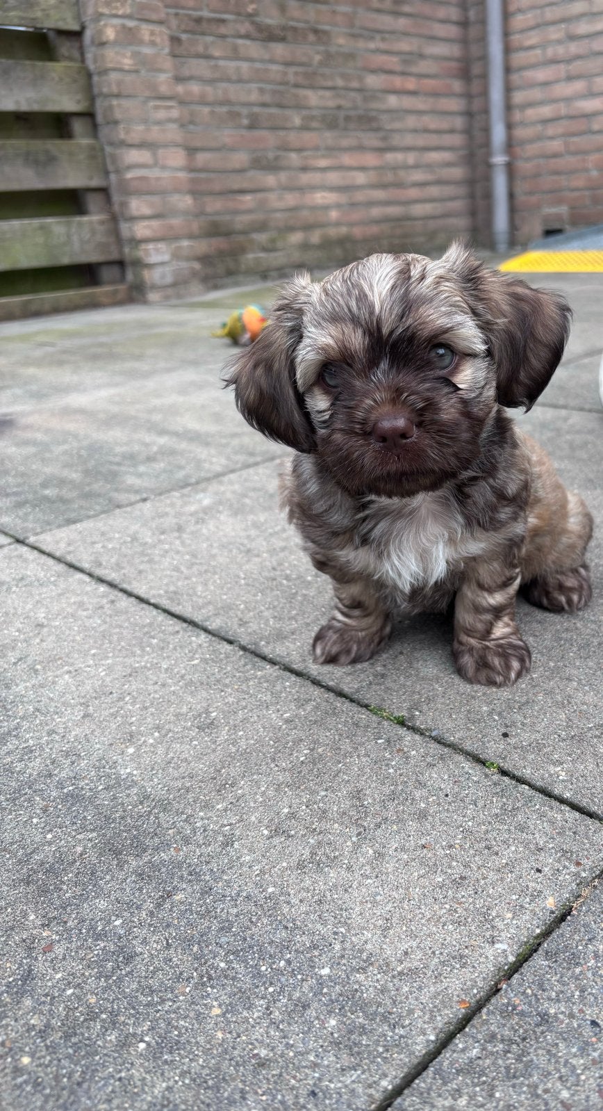 Boomer, Dieren en Toebehoren, Honden | Niet-rashonden, Klein, Meerdere dieren, Particulier, Meerdere, Nederland, 8 tot 15 weken